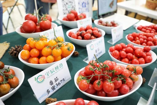 嘉縣小果番茄品評 農民分享栽培經驗