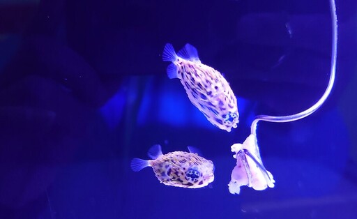 臺灣首次！海科人工成功繁殖六斑二齒魨