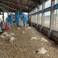 彰化大城鄉土雞場染H5N1禽流感 撲殺9674隻雞清場消毒