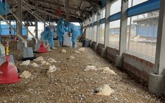 彰化大城鄉土雞場染H5N1禽流感 撲殺9674隻雞清場消毒