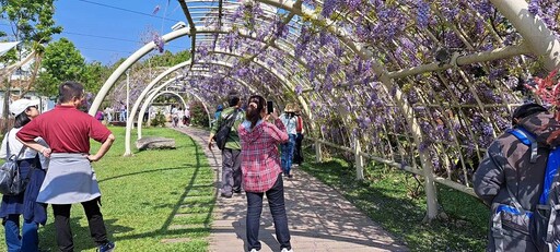 瑞里紫藤花紫色野餐 遊客享春日美好觀光產業創佳績