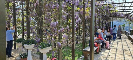 瑞里紫藤花紫色野餐 遊客享春日美好觀光產業創佳績