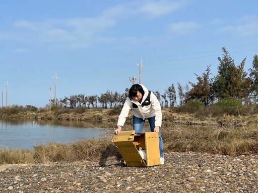 韓國賞鳥團體布袋發現受傷黑琵 嘉縣救援成功