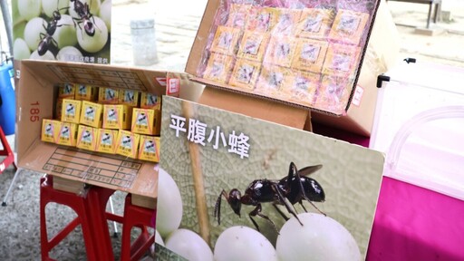 員林市釋放16萬隻平腹小蜂 生物防治荔枝椿象