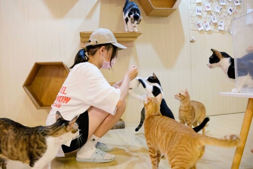 高雄青創8年級生開貓咪咖啡館 為500隻流浪貓找到新家