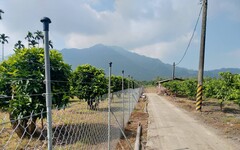 台灣獼猴侵擾農作物 電圍網補助再提高