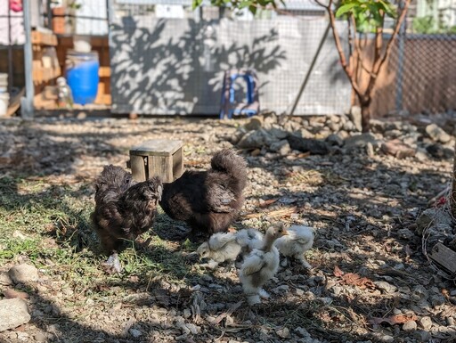 竹市示範快樂除草「雞」 以永續方式落實環境管理
