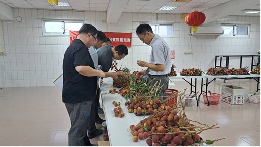 高雄鳳荔品質評鑑競賽揭曉 大樹農友謝清男、林哲全分奪鳳梨、玉荷包冠軍