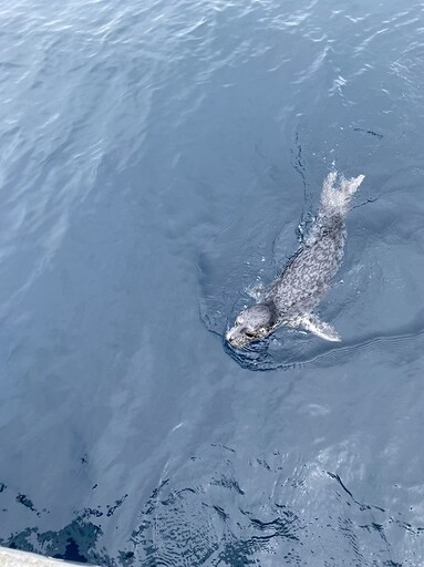 鼻頭角海域出現罕見海豹 海科館紀錄上傳Naturalist