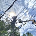 台電勇者！高雄、鳳山區處防颱大作戰 修剪樹木強化線路確保供電穩定