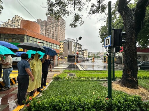 守護綠巨人雨豆樹隧道 輕軌加強沿線防颱護樹整備