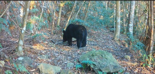 桃山部落黑熊巡守隊喜迎母熊帶兩隻小熊現蹤