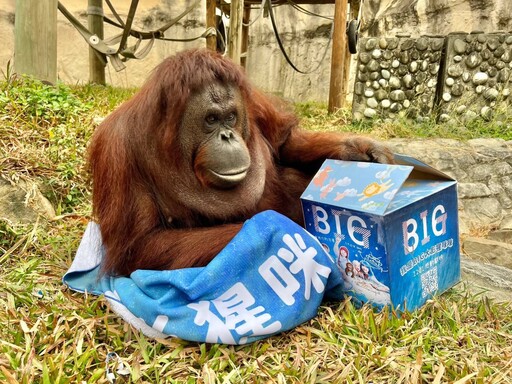 壽山動物園紅毛猩猩「咪咪」安詳離世享年38歲 保育員悼念不捨