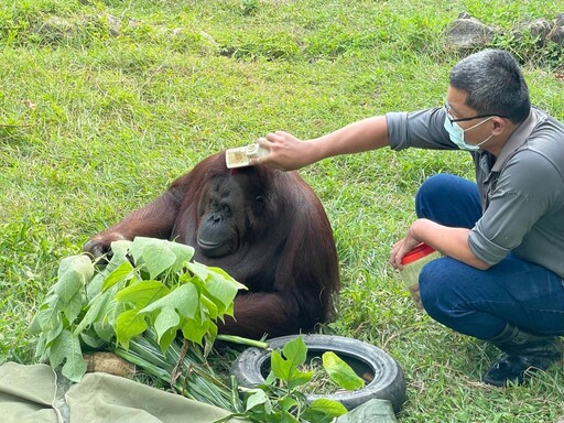 壽山動物園紅毛猩猩「咪咪」安詳離世享年38歲 保育員悼念不捨