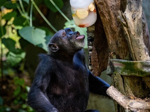 酷暑挑戰！壽山動物園動物冰品嘉年華 引爆夏日清涼潮