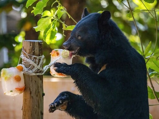 酷暑挑戰！壽山動物園動物冰品嘉年華 引爆夏日清涼潮