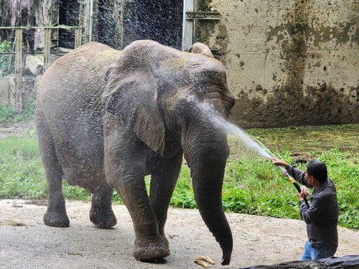 酷暑挑戰！壽山動物園動物冰品嘉年華 引爆夏日清涼潮