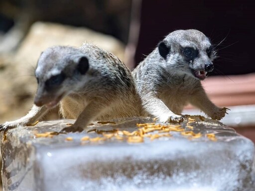 酷暑挑戰！壽山動物園動物冰品嘉年華 引爆夏日清涼潮