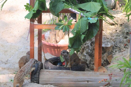 全台50位保育員齊聚壽山 高北市動物園聯手打造動物專屬豪宅！