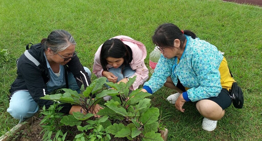 一米菜園栽種作物 聖約翰科大婦女大學實現都市農夫夢