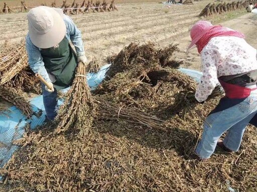 番路善化攜手共創：芝麻柿果子冰淇淋引領秋季農業新風潮