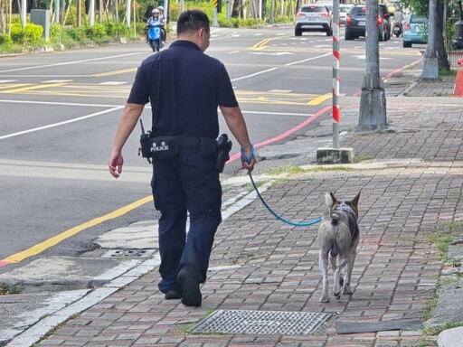 米克斯走失無助躲角落 凱旋警掃晶片助團圓