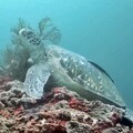 超乎想像的綠色博物館 海科館獲113年國家永續發展獎