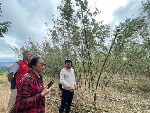 新北市竹筍茭白筍天然災害現金救助 12/3前到公所申請