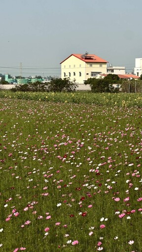 甜蜜盛宴！2024大寮紅豆花田季 浪漫花海田野打卡好去處