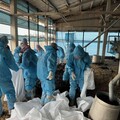 秋冬禽流感防疫警戒 東勢鄉土雞場確診H5N1禽流感