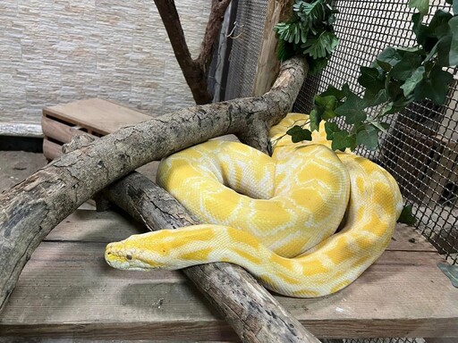 壽山動物園喜迎蛇年 1/25-2/2全國12歲以下兒童免費入園