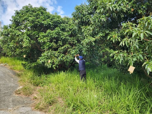 荔枝椿象蟲卵現蹤 高雄農業局百萬「天敵大軍」搶先出擊