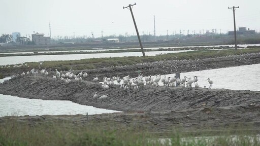 2025布袋候鳥季3/8登場 候鳥經濟帶動生態與地方發展