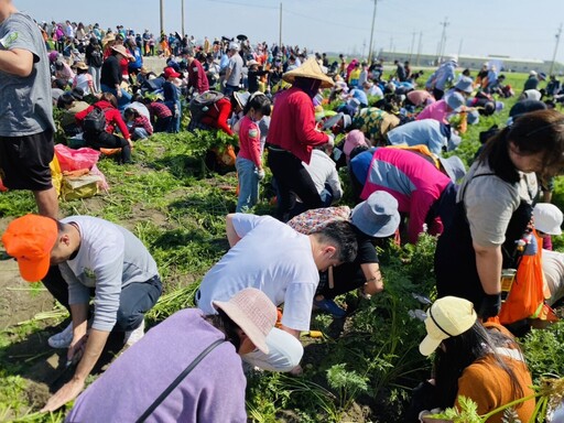 VDS「國際台灣胡蘿蔔日」萬人拔蘿蔔 小朋友瘋玩農機具賽道