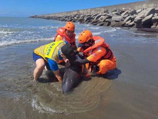 世界野生動植物日海保署通報專線118 救援擱淺鯨豚及海龜實踐海洋保育