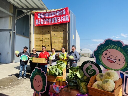 日本高麗菜今年收成減量三成 台灣高麗菜盛產拚外銷