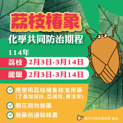 臺中市推動區域整合管理減少荔枝椿象侵擾