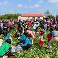 「拔」得親子好關係培養對環境與食物尊重 邱議長與孩童同樂體驗農村生活