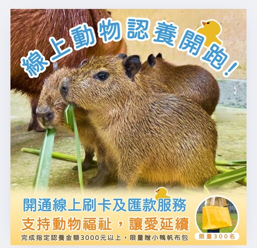 限量300份！壽山動物園線上認養開跑 滿額送小鴨帆布包