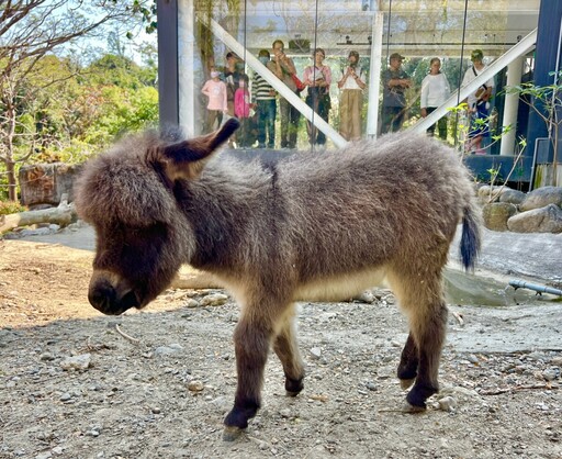 限量300份！壽山動物園線上認養開跑 滿額送小鴨帆布包