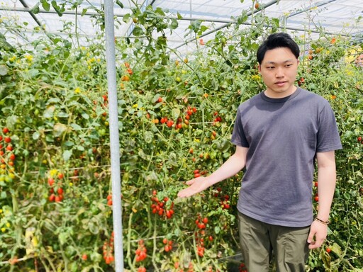 雲林青農蘇員億導入生物防治天敵「菸盲椿」 無毒番茄收成豐碩