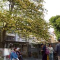 台北春末限定花景！仁愛圓環、溫州街加羅林魚木盛開 銀白花海美翻街頭