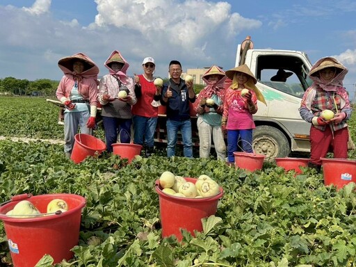 美濃瓜西瓜大豐收 高雄初夏必吃盛宴搶先嚐鮮