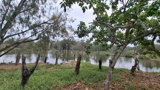 林業保育署x中華電信x羽球天后戴資穎 守護保安林生態綻放海岸新森力