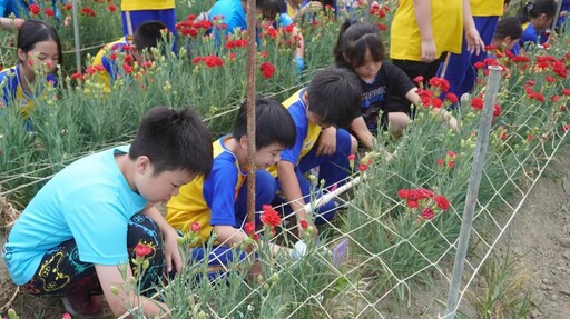 花現幸福溫馨傳情 嘉市育人四年級學童康乃馨收成幫助世界課程學習