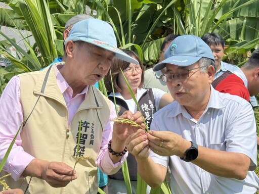 天災害慘!稻米空包倒伏成災 許智傑爭取補助助農民解困