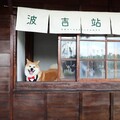 阿里山林鐵鹿麻產車站整修完工 秋田犬「波吉」化身百年車站實習站長