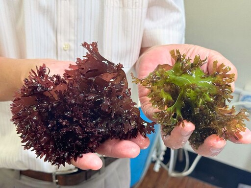 中山大學紅翎藻固碳研究 開創海水結合畜牧廢水養殖新路徑