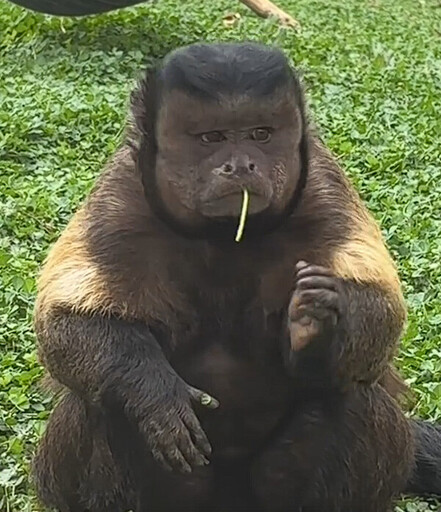 醜出名成網紅!合肥野生動物園國字臉猴大壯去世
