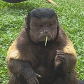 醜出名成網紅！合肥野生動物園國字臉猴大壯去世